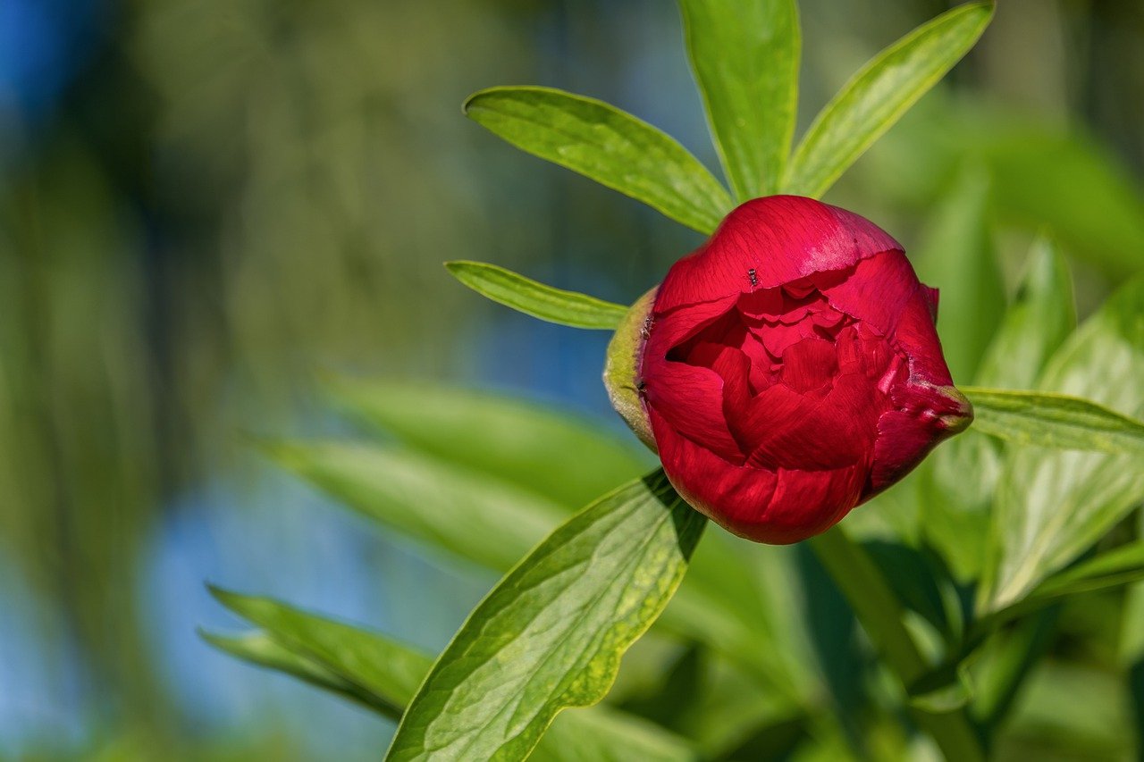 peony, bud, red flower